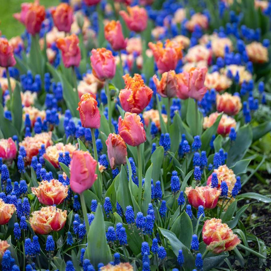 'Amazing Ocean' lökblandning